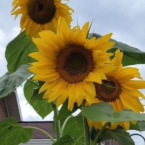 Meet your Posher, Dani